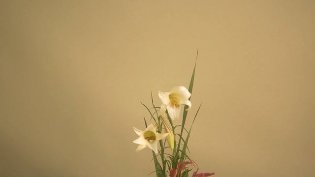 【生け花】池坊・生花新風体【三大流派いけてみた】正風体へ生け替え