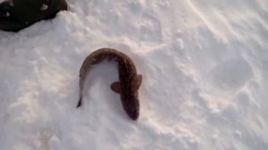 налим на Оби в Мегионе