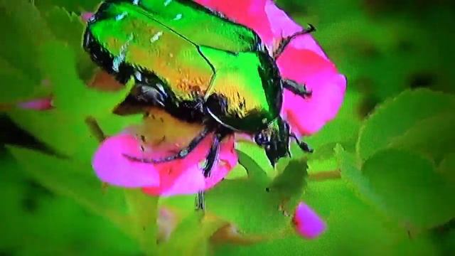 БИОСФЕРА: 60. Золотистая Бронзовка (Cetonia aurata)