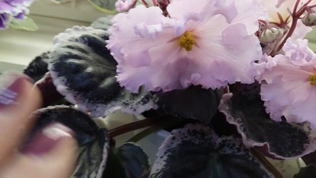 Обзор фиалок на выставке ДФ Москва март 18г смотреть онлайн