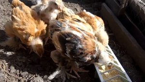 Цыплята 25 дней и куры брама