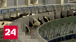 Одна из крупнейших молочных ферм в России открылась в Ярославской области - Россия 24