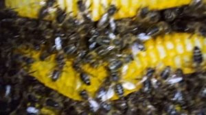 Безрамочный улей.