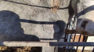 Таврение лошадей.