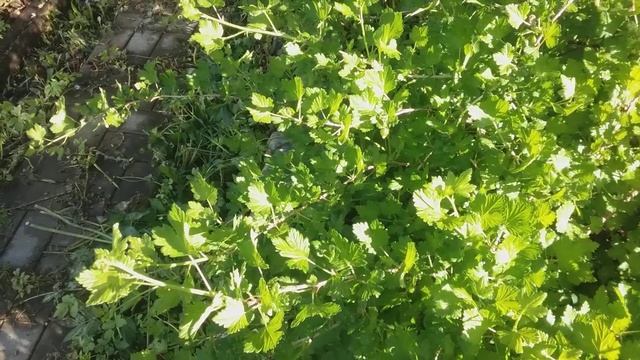 Все секреты крыжовника. Как повысить урожаи. Йошта. смотреть онлайн