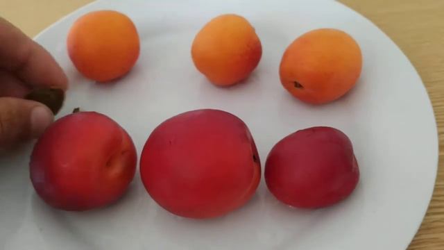 Red Apricot or Plumcot? 'Fuego' vs Apricot 'Flopria' смотреть онлайн