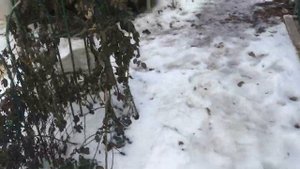 Сорт розы Лондон Ай и состояние моих роз после морозов.