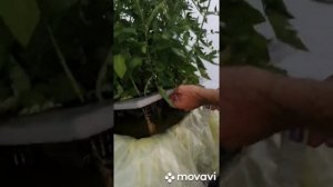 Ppm воды зашкаливает,что делать!!!