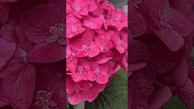 Flowers in Flowers Hydrangea Endless Summer Summer Crush. Zone 5 #garden#hydrangea #flowers #summer