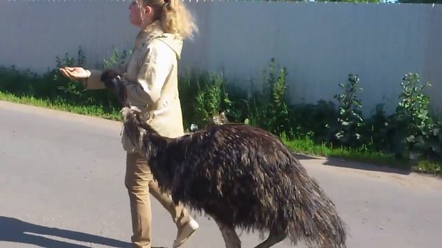 Первый Страус на деревни! смотреть онлайн