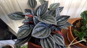 Пеперомии в комнатных условиях. Обзор.