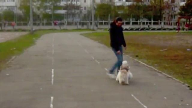 Дрессировка