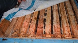 Зимовка пчел в ульях ППС и ППУ. Зимовник в декабре.