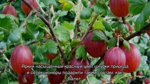 Сорта крыжовника: описание лучших видов красного, желтого, зеленого