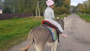 КАКОЕ СЕДЛО ДЛЯ ОСЛИКА КАТАЕМСЯ ВЕРХОМ