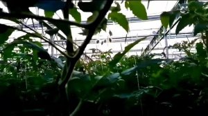 Что такое БАКОВЫЕ СМЕСИ, или как правильно смешивать пестициды