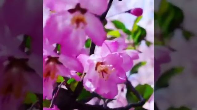 Гулдөр смотреть онлайн