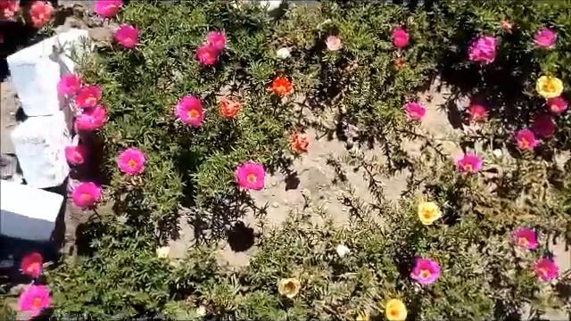 Портулак крупноцветковый Large-flowered purslane 大花马齿苋 Großblumiger Portulak 大輪のスベリヒユ 큰 꽃 쇠비름 大花馬齒莧 смотреть онлайн