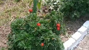 цветы у подъезда какая красота!❤️?????
