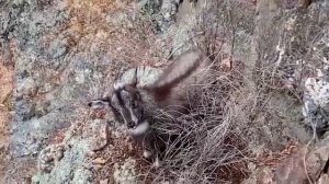 ГОРАЛ в горах Сихотэ-Алиня