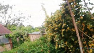 Жимолость японская вечнозеленая