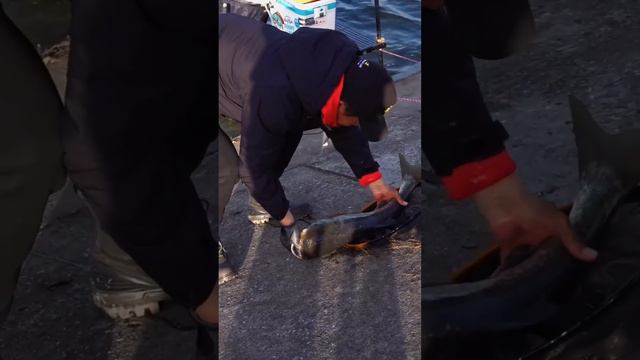 【鄧剛釣魚】寒冬野河探釣鰱鳙，三四十斤鰱鳙連竿！野蕩邊真是打窩聖地！【天元邓刚】