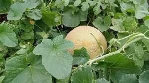 Дыня сорт Паспорт. Обзор сорта. г. Александров