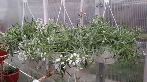 Ампельный алиссум. Какой выбрать? Как ухаживать?