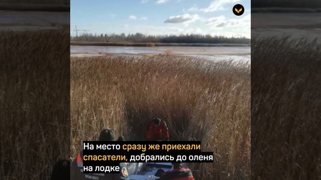 В Тверской области спасатели вытащили из запруды оленя