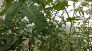 Томат "Белый зубр". Начало плодоношения