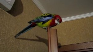 Rosella parrot is singing (папуга розелла співає)