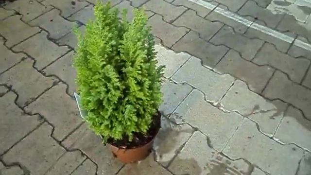 Chamaecyparis lawsoniana Ellwoods Gold смотреть онлайн