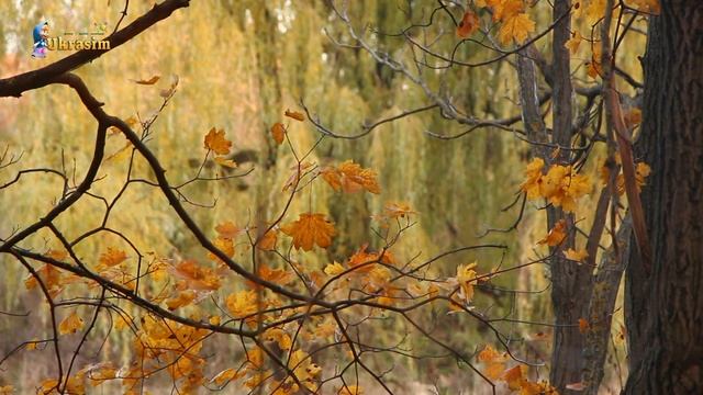 Autumn forest | Осенний лес ФУТАЖ FOOTAGE смотреть онлайн