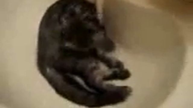 Кот - водолаз) смотреть онлайн