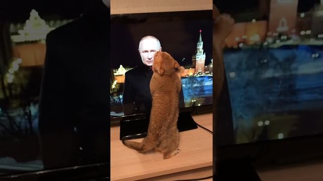 Подхалимаж к Путину.