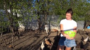 Сколько яиц несут мои куры-несушки. Куры-несушки, о корме и содержании.