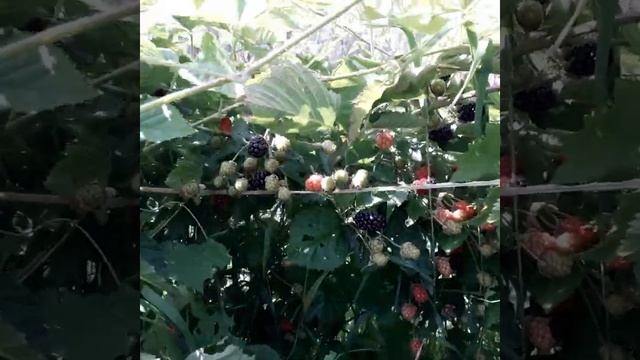 Плодоношение ежевики в Сибири. Конец августа 2021г. смотреть онлайн