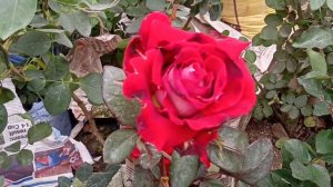 GALIFF STREET FLOWER PLANTS MARKET | TALAHAAT, KOLKATA