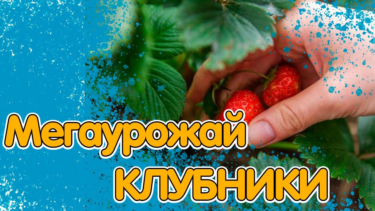 ПОДКОРМКА КЛУБНИКИ: 5 ВАЖНЫХ ЭТАПОВ ДЛЯ УВЕЛИЧЕНИЯ УРОЖАЯ смотреть онлайн