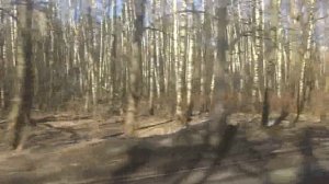 Москва, автобус 75, участок Открытое шоссе - Лосиноостровская ул.