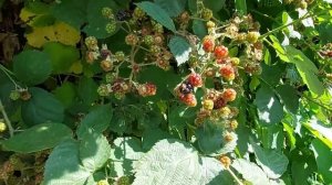 Заготовка листьев и сушка Ежевики.Германия .Липпштадт.