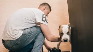 Полуавтоматическая мойка лап для собак  ЧИСТОЛАП амстафф