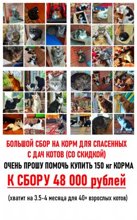 День стольника. Сбор на 150 кг корма (на 3 месяца на 40+ спасенных котов с дач). 48 000 рублей.