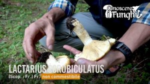 Conoscere i Funghi: Lactarius scrobiculatus [ NON COMMESTIBILE ]