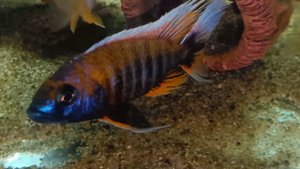 Аулонокара якобфрайберга оттер пойнт, самец