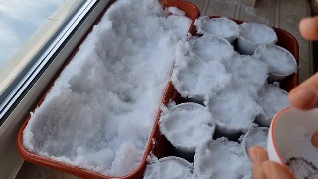 Самый Простой букетный способ посева ЛОБЕЛИИ смотреть онлайн