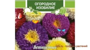 Астра помпонная Сентябрьский Букет ? обзор: как сажать, семена астры Сентябрьский Букет