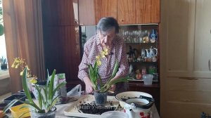 Поливаем орхидею правильно напаиванием, с поддона и сверху