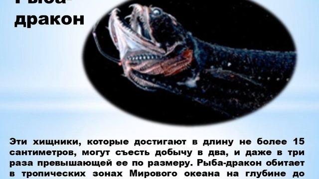 Презентация "Обитатели полумрака и морских глубин" смотреть онлайн