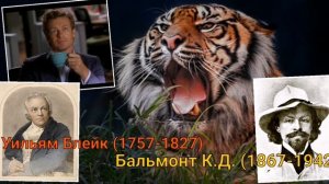 Тигр тигр жгучий страх...